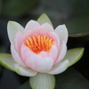 睡蓮咲く