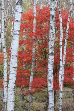 白樺に紅葉はよく似合う