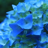 紫陽花