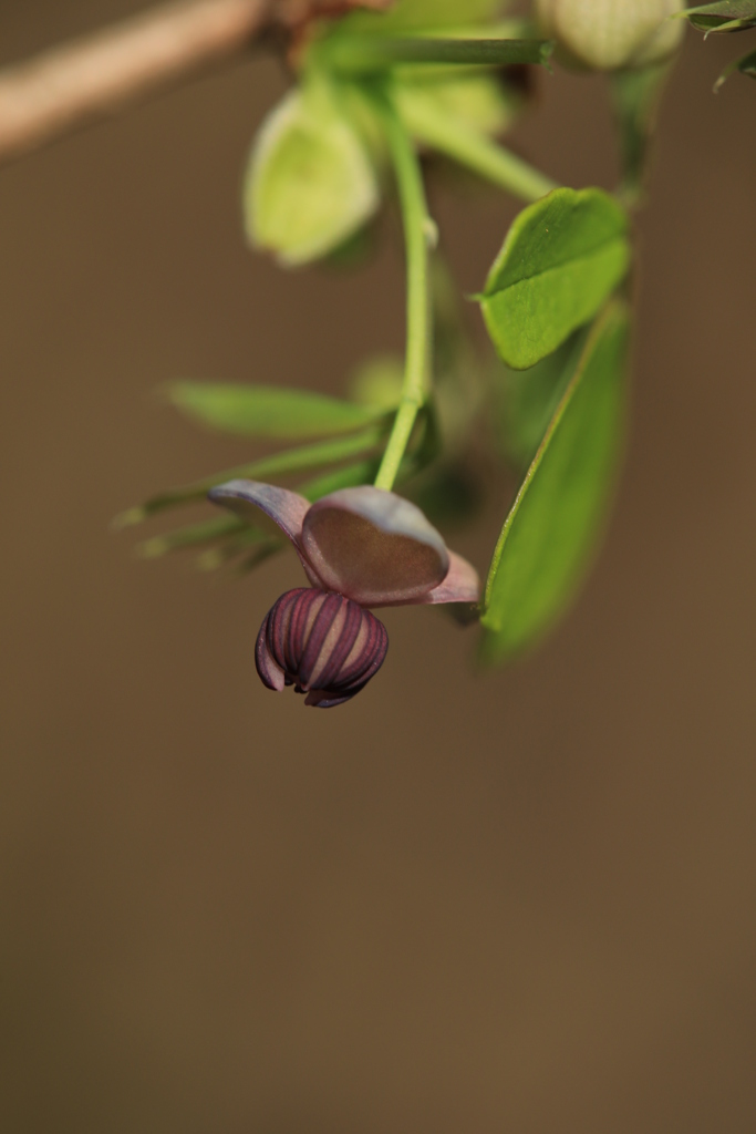 木通（アケビ）の花（雄花）