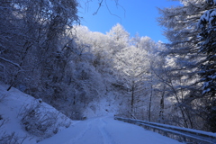 雪道