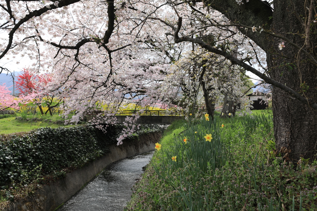 春の小川