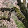 しだれ桜・2