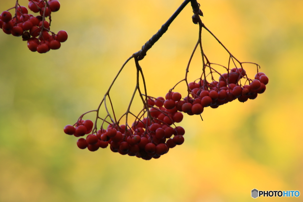 鎌池　Ⅱ（池の畔に・・・）