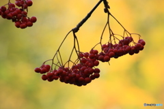 鎌池　Ⅱ（池の畔に・・・）