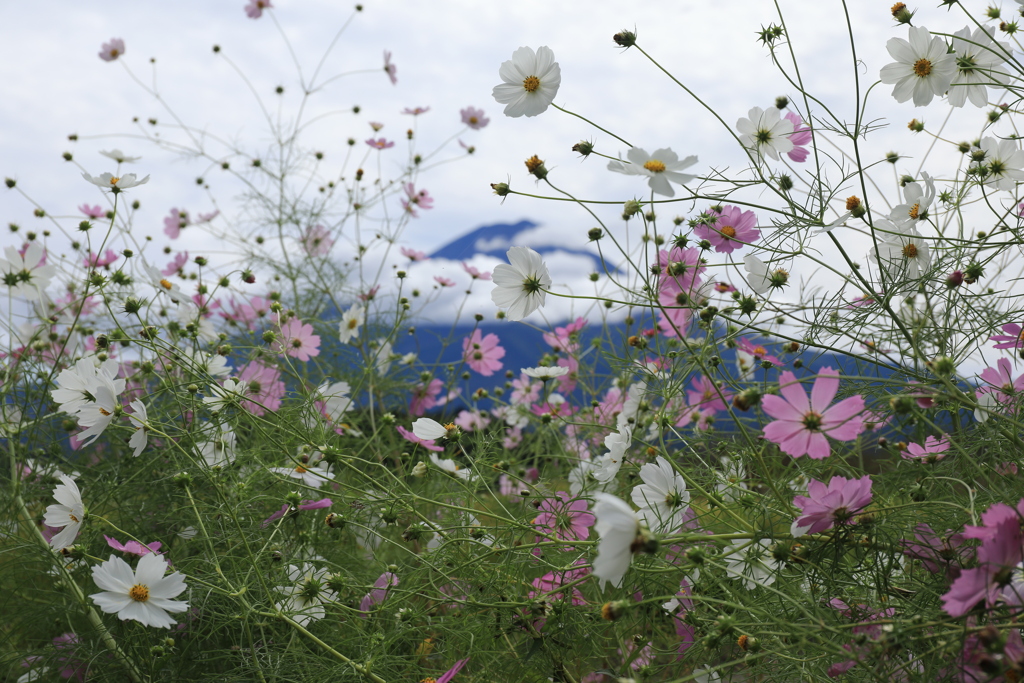 富士と秋桜