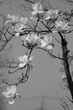 木蓮