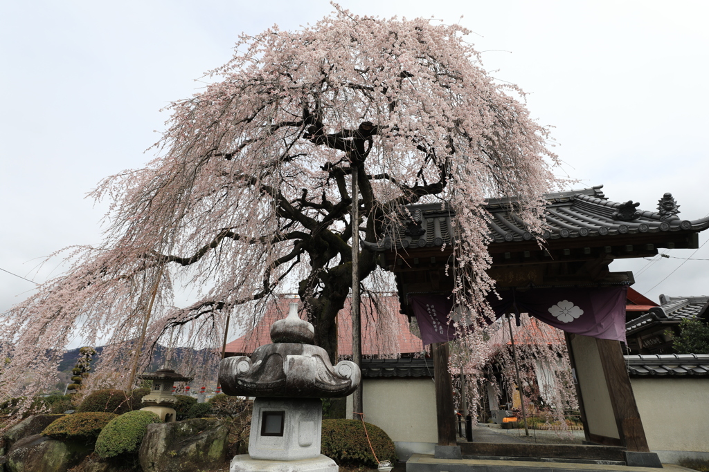 ボンボリ桜