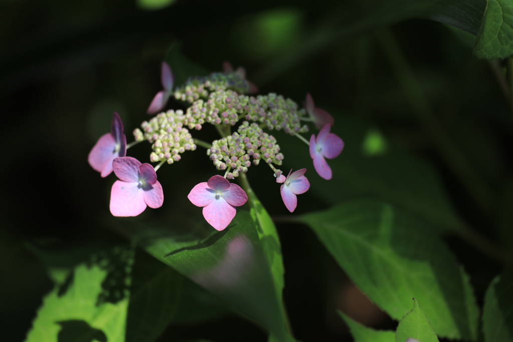 額紫陽花