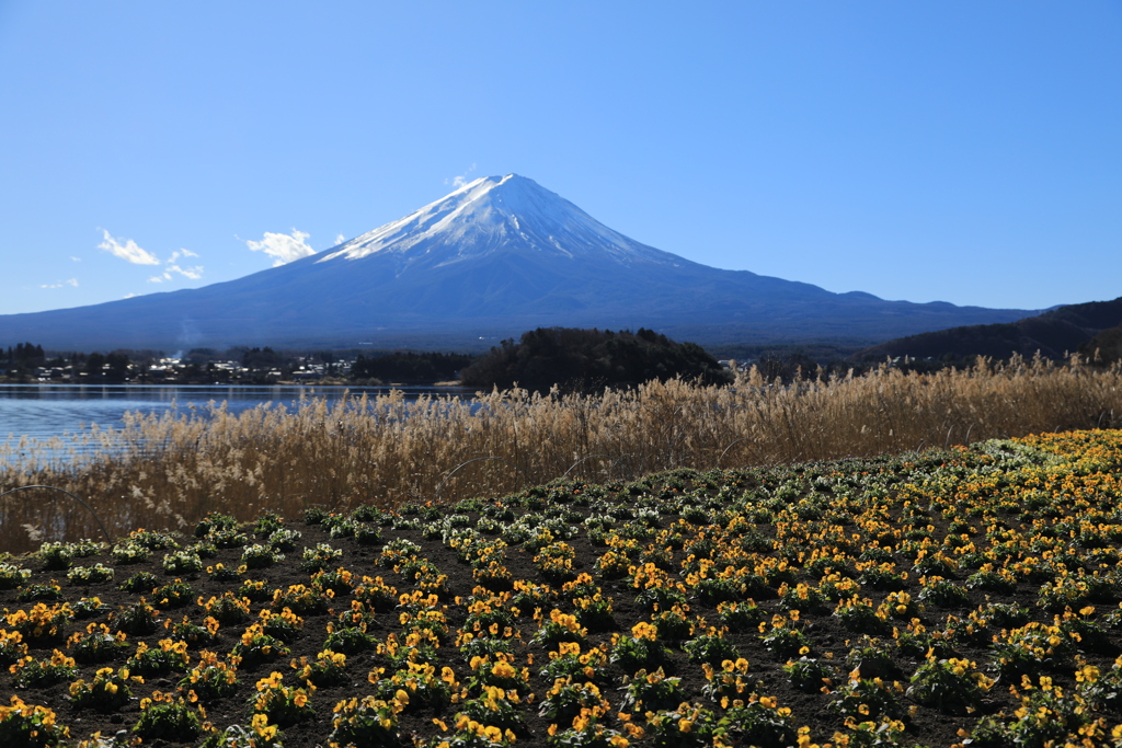 厳寒の華