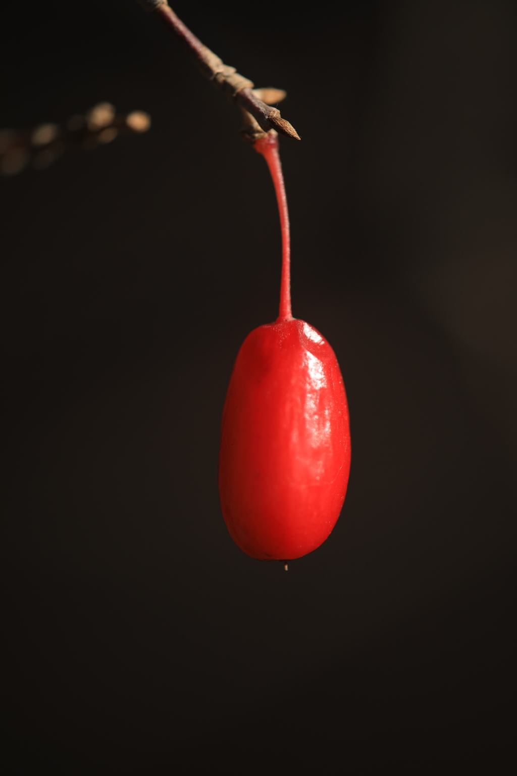 サンシュユの実