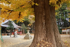 熊野神社のイチヨウ・1
