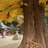 熊野神社のイチヨウ・1