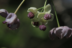 「開け実」の花