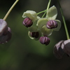 「開け実」の花