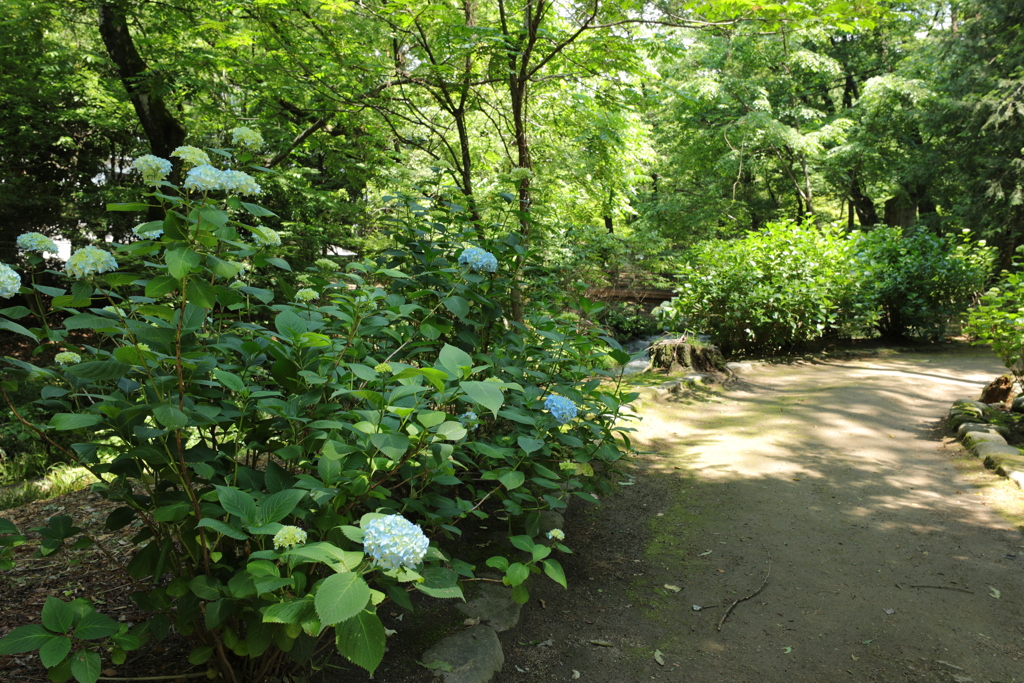 紫陽花の小径