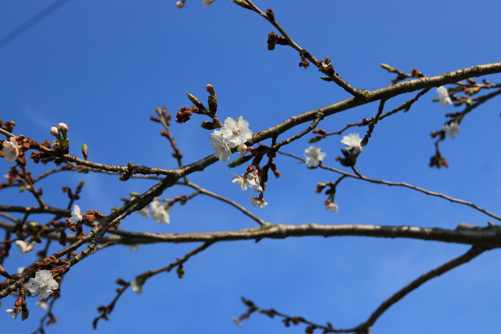 桜・一番咲き