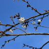 桜・一番咲き