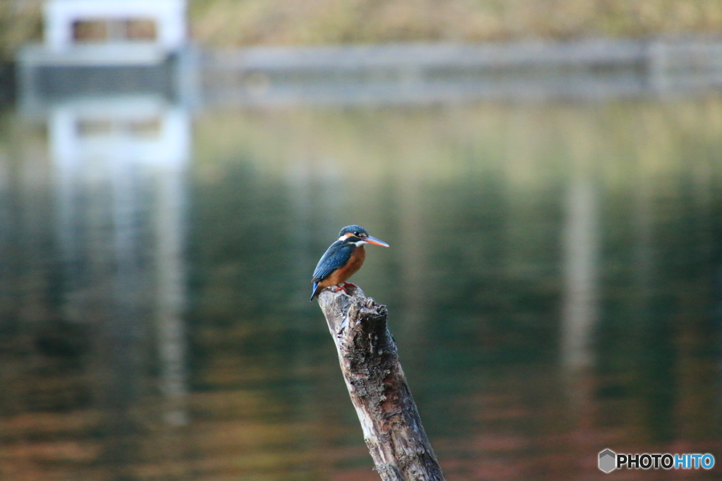 カワセミ　初挑戦