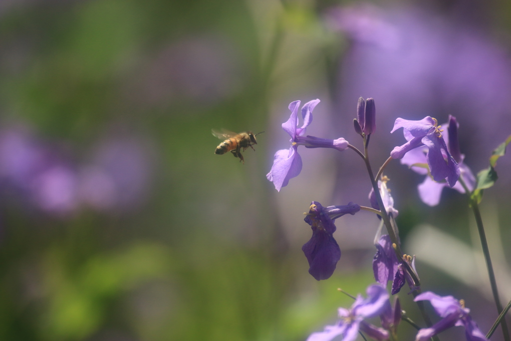 蜜蜂