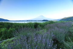 ラベンダー咲く湖畔