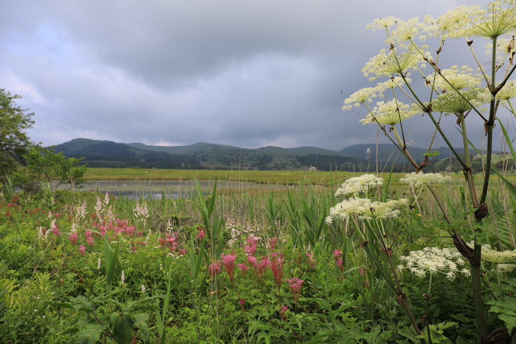 夏の湿原・1