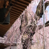 枝垂れ桜・2