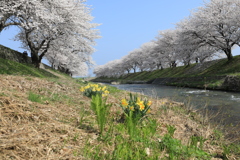 春の川べり「山菜」