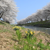 春の川べり「山菜」