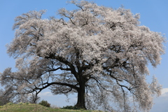 わに塚の桜