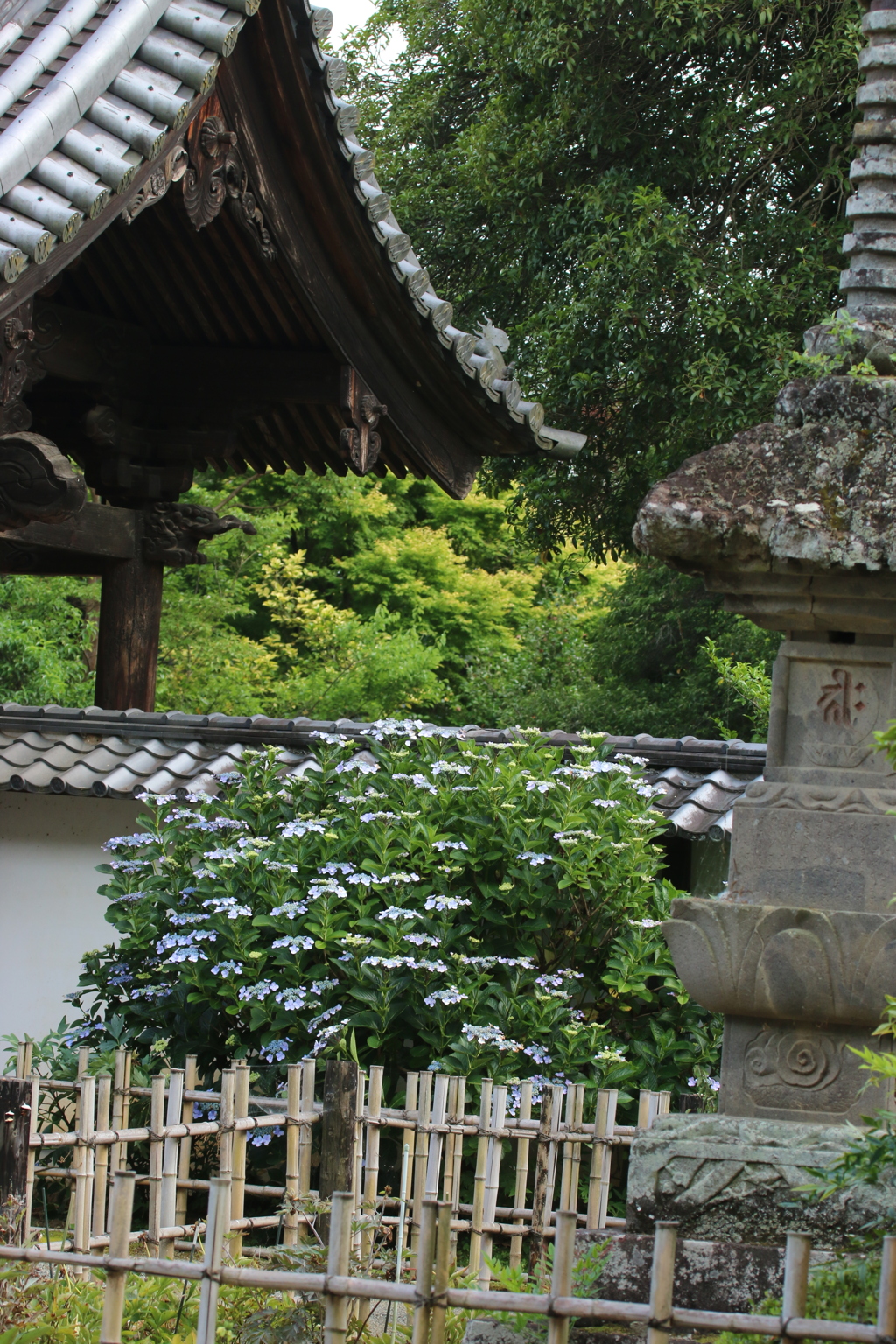 竹垣根越しに花を