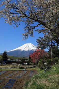 富士の見える農村