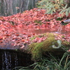 紅葉水鉢