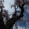 花シャワー　2