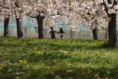 八重桜の下で