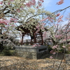 境内も賑やか