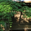 山寺のモミジ