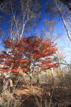 白樺群生地の紅葉・Ⅱ 白樺群生地の紅葉・Ⅱ