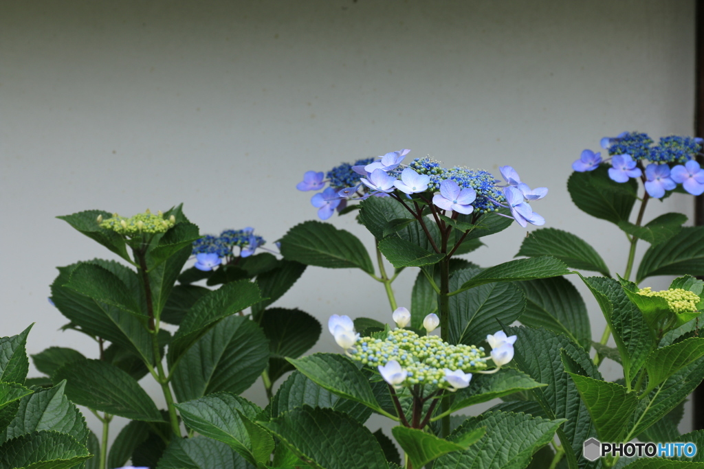 紫陽花と白壁・・