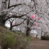 花見