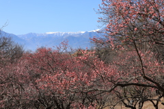 白根三山を背に〃