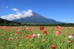 山麓にポピー咲く