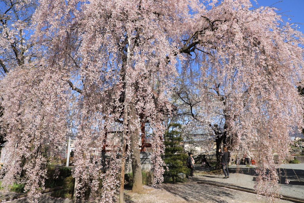 枝垂れ桜を背に