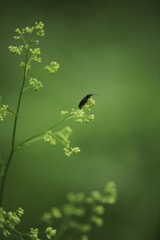 山野草と昆虫