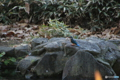 カワセミさん　ヤッター2