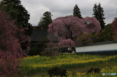 慈雲寺Ⅱ