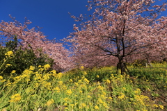菜の花・河津さくら
