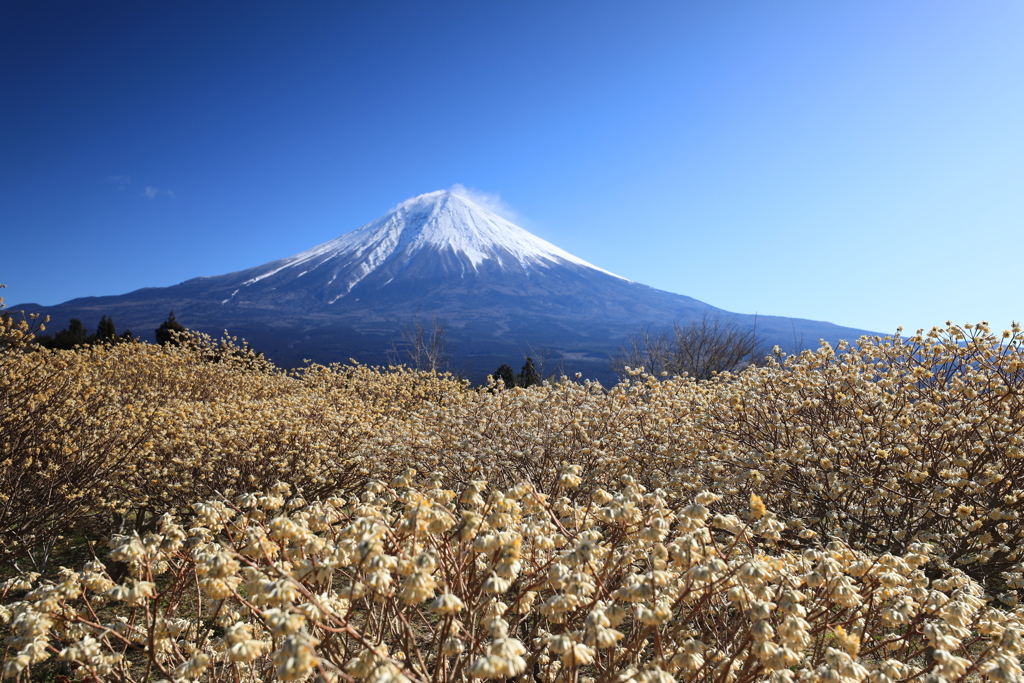 三椏と富士