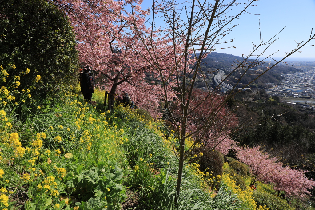 河津桜・2