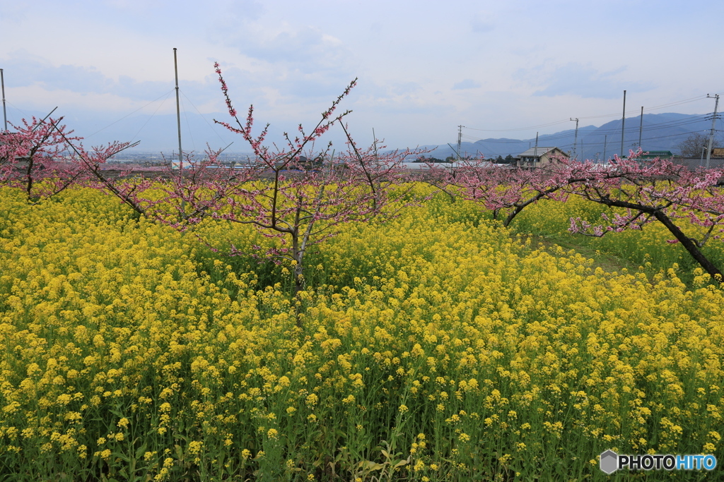 菜の花＆桃の花